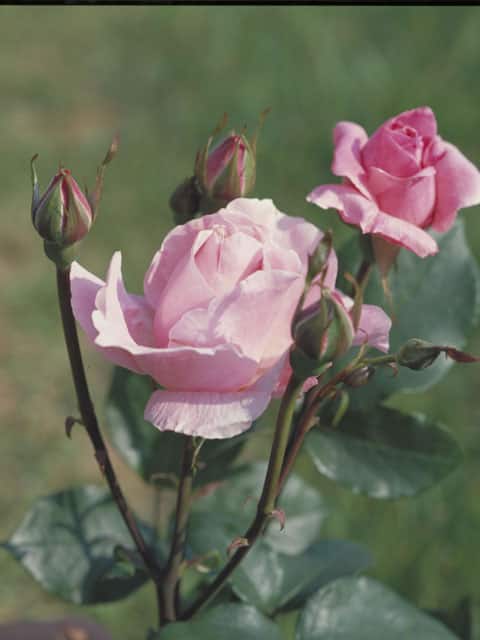 薔薇の画像