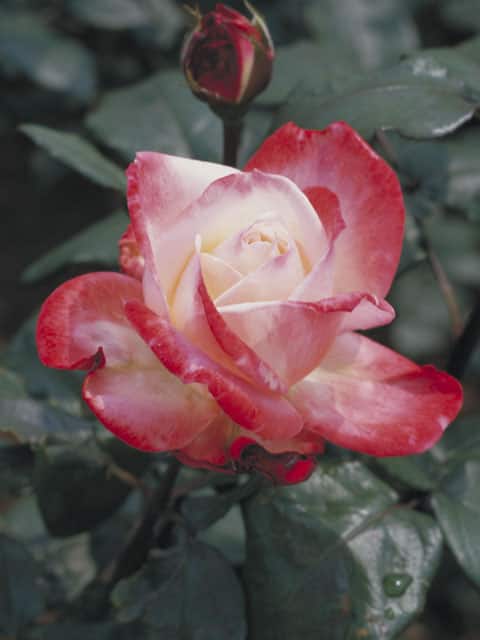 薔薇の画像