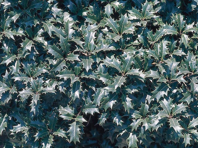 柊／疼木の画像