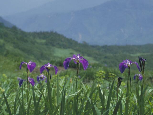 檜扇菖蒲の画像