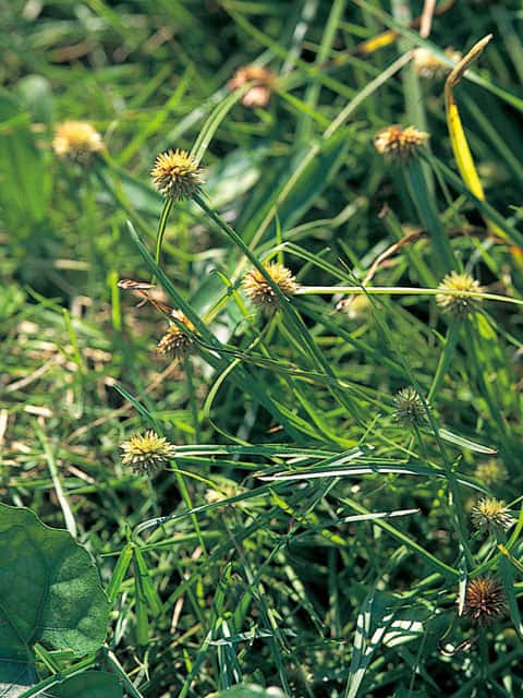 蚊帳吊草／莎草の画像