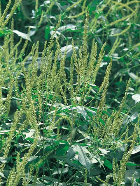 豚草の画像