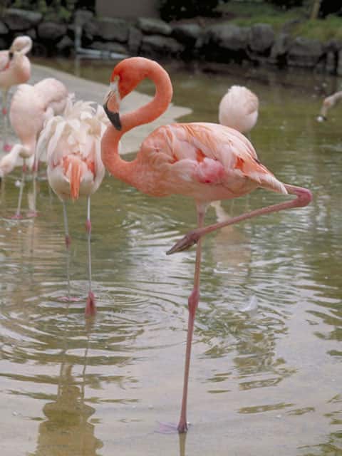 フラミンゴの画像