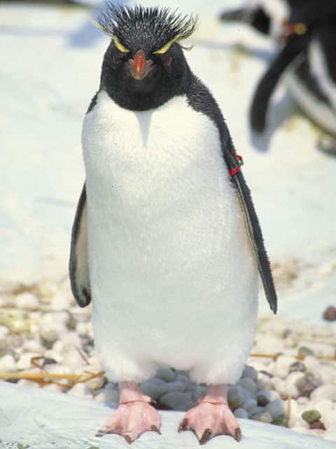 ペンギンの画像