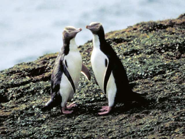 ペンギンの画像
