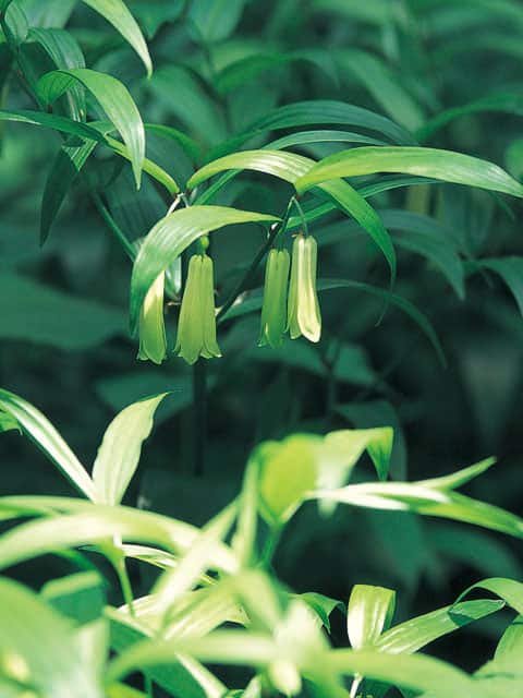 宝鐸草の画像