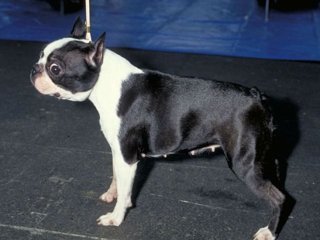 犬／狗の画像