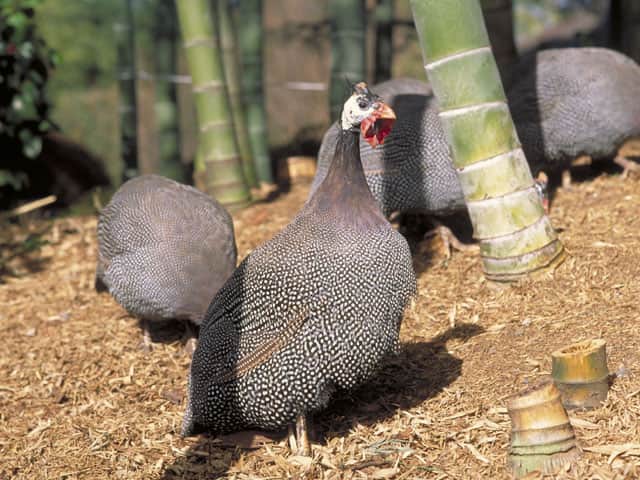 ほろほろ鳥／珠鶏の画像