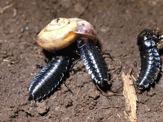 蝸牛被／舞舞被の画像