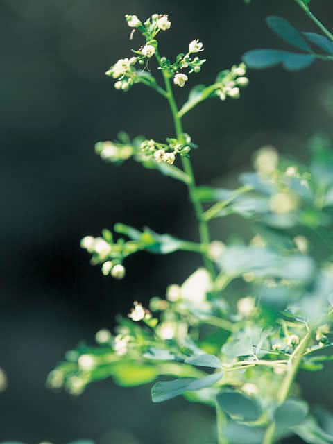 松風草の画像