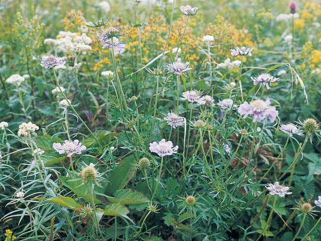 松虫草／山蘿蔔の画像