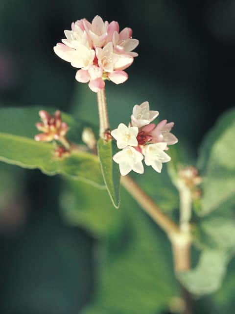 溝蕎麦の画像