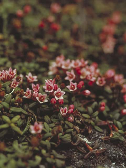 峰蘇芳の画像