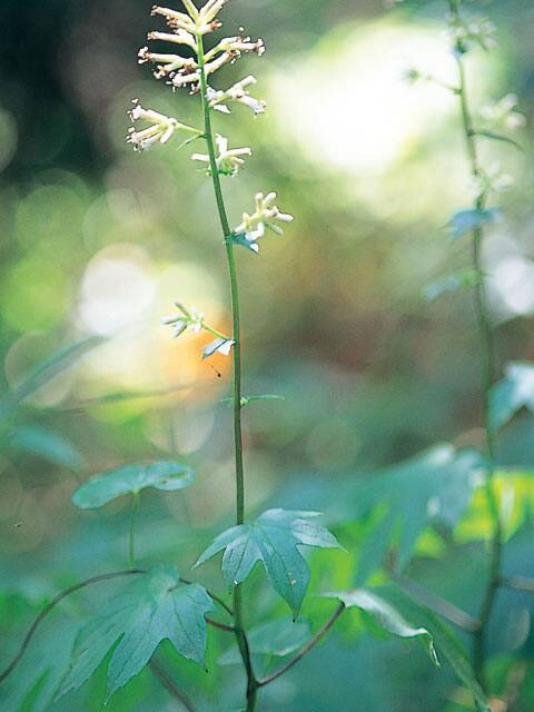 紅葉傘／紅葉笠の画像