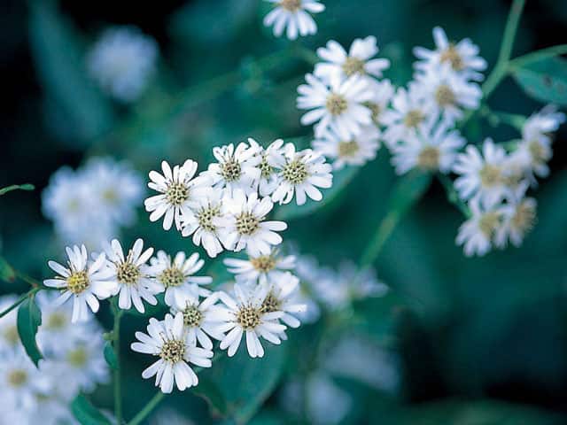 山白菊の画像