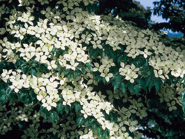 山法師の画像