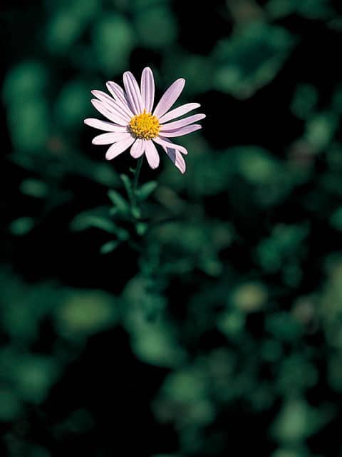 柚香菊の画像