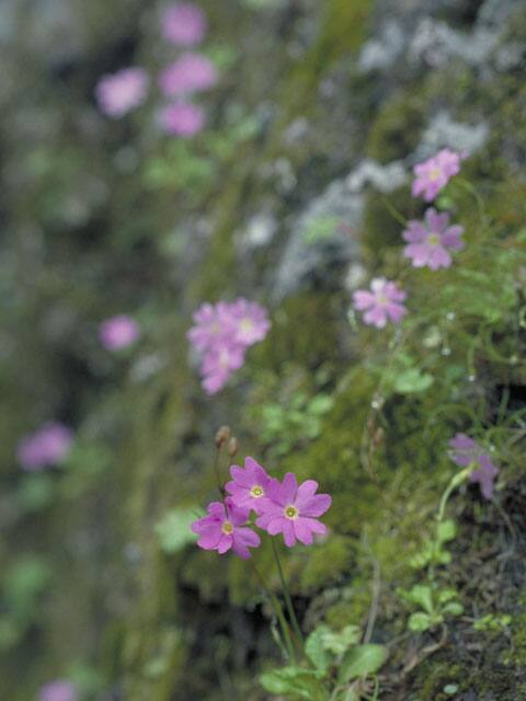 雪割草の画像