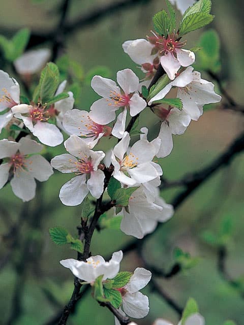 梅桃／英桃／桜桃の画像
