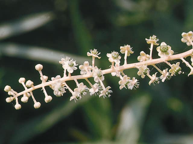 洋種山牛蒡の画像