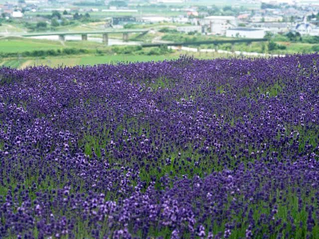 ラベンダーの画像