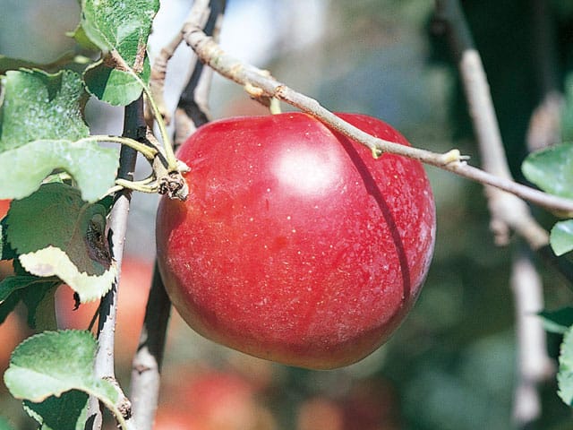 紅玉の画像