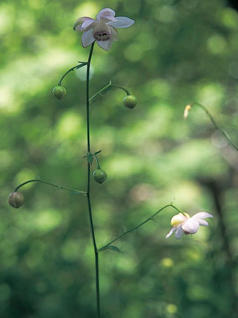 蓮華升麻の画像