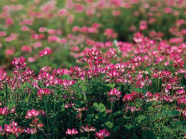 蓮華草の画像