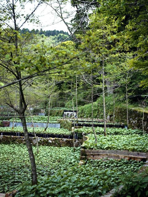 山葵の画像