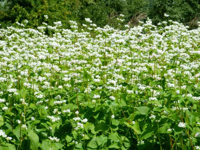 蕎麦の画像