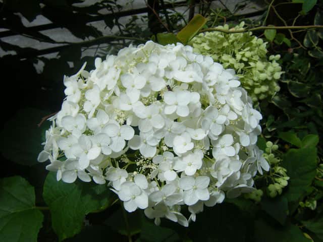 紫陽花の画像