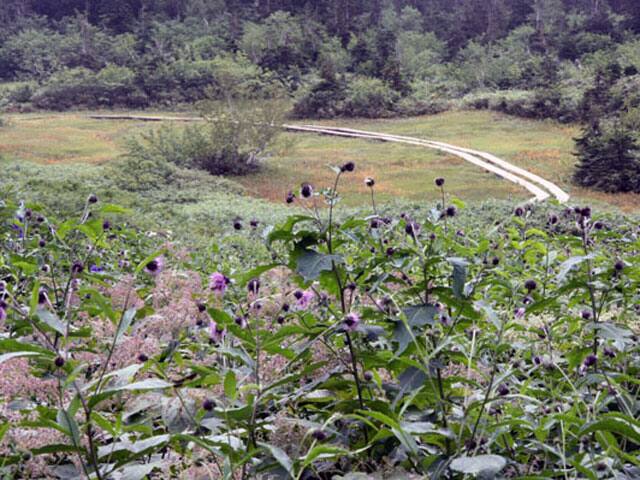 栂池高原の画像