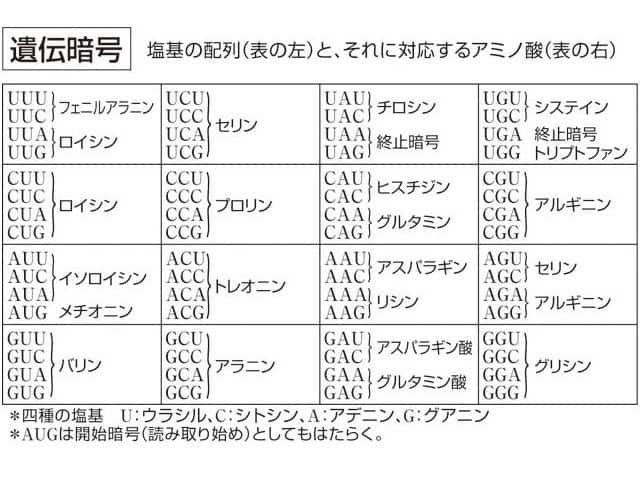 遺伝暗号の画像