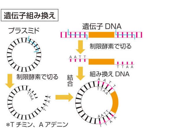 遺伝子組み換えの画像