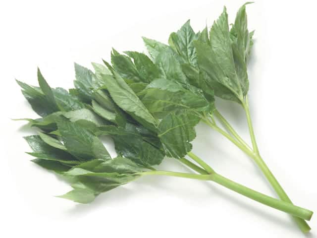 明日葉／鹹草の画像