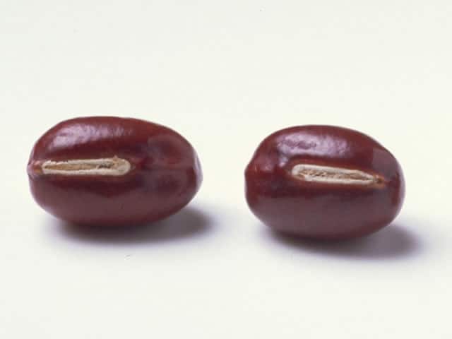 小豆の画像