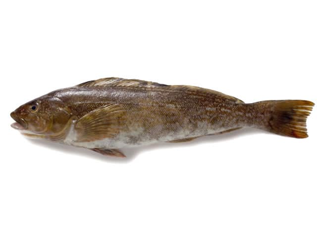 鮎魚女／鮎並の画像