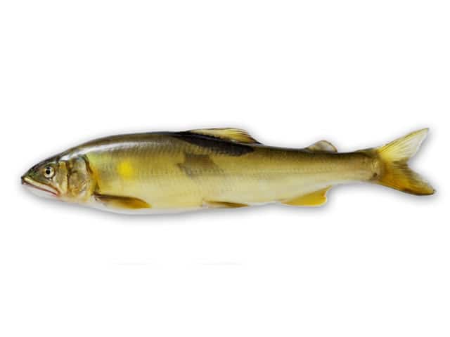 鮎/年魚/香魚の画像