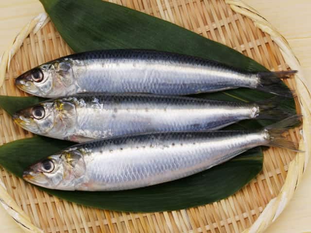 真鰯の画像