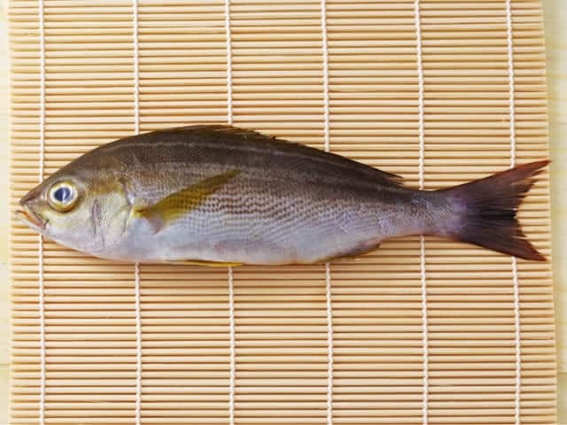 伊佐木／鶏魚の画像