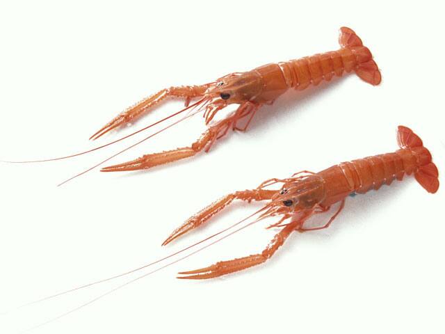藜海老の画像