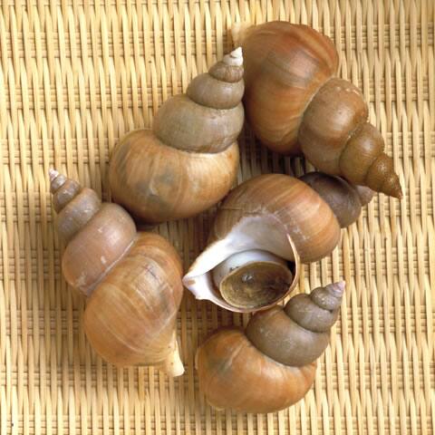 エッチュウバイの画像