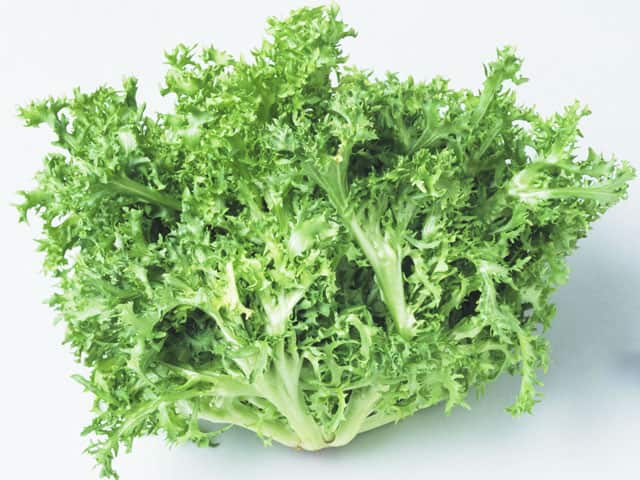 菊萵苣の画像