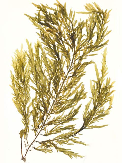 漆草の画像