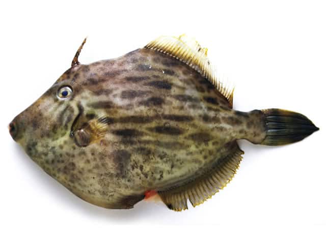 皮剥の画像