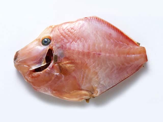 皮剥の画像