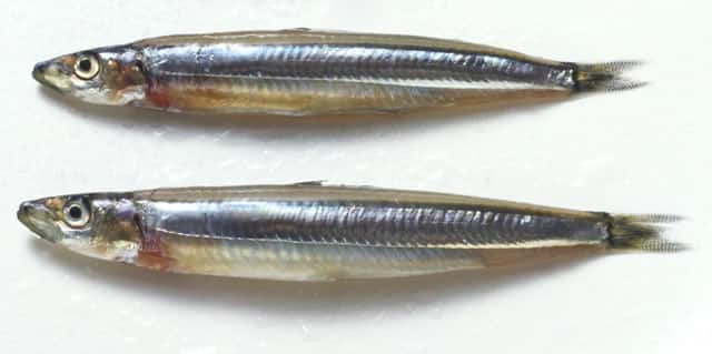 吉備奈仔／黍魚子の画像
