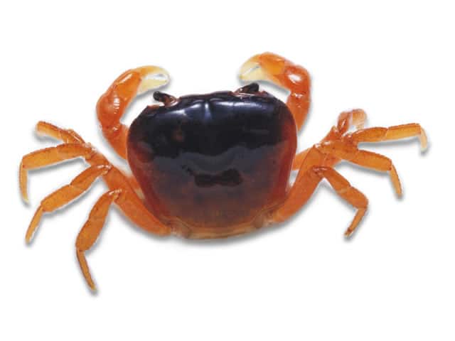 沢蟹(サワガニ)」の意味や使い方 わかりやすく解説 Weblio辞書