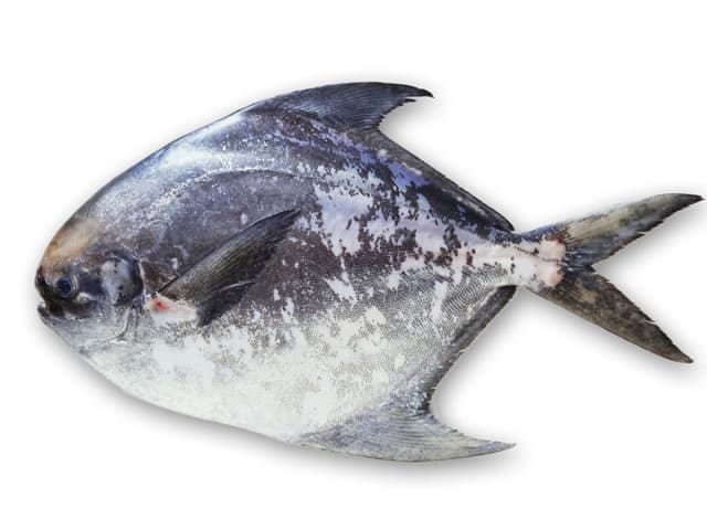 真魚鰹の画像