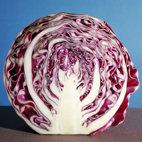 紫キャベツの画像